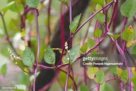 Image result for Basellaceae