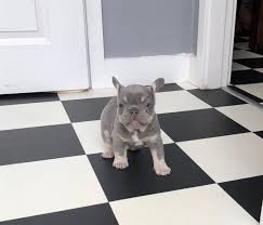 Majestic produces blue, lilac, chocolate, red, fawn, blue fawn, black, pied and other colors. Lilac N Tan Boy Poss Carry Cream French Bulldog Puppies