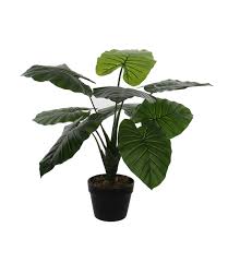 ►alle taro wurzeln/rhizome haben gekeimt und pflanztriebe ausgebildet. Kunstpflanze Philodendron Taro 60 Kunstpflanzen Bei Baldur Garten