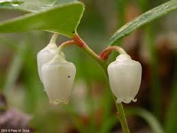 Image result for Galenia procumbens