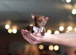 Teacup Chihuahuas For Sale Teacup Chihuahua Puppies Chihuahua Puppies Teacup Chihuahua