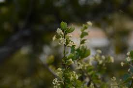 Image result for Gymnosporia glaucophylla