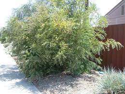 Image result for Acacia podalyriifolia