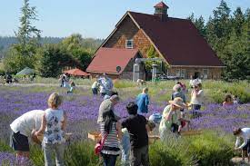 We are one of more than 36 growers in the valley who are cultivating this wonderful herb. Purple Haze Lavender For Sale Sequim Gazette