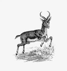 Buck deer from Portuguese Expedition To Muatianvua. Ethnographie And Traditional History Of The People Of The Lunda ... edited by H. Casanova (1890). - Traditional visual art under Public domain license