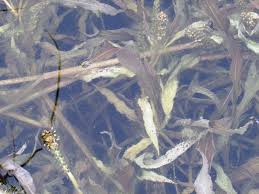 Image result for Potamogeton schweinfurthii