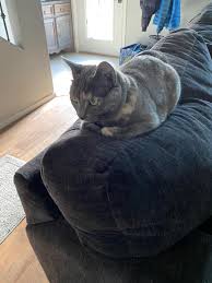 Maybe you would like to learn more about one of these? My Cat Her Name Is Ashes She S 3 Years Old In People Years Cats