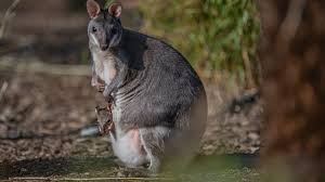 Chester Zoo Rare Baby Wallaby Emerges From Mother S Pouch Bbc News