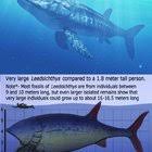 Leedsichthys vs mosasaurus leedsichthys vs. Leedsichthys A Prehistoric Fish And The Biggest To Ever Exist Naturewasmetal
