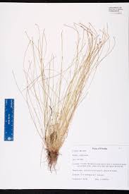 Image result for Eleocharis geniculata
