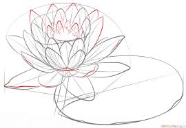 How To Draw A Water Lily And Pad Step By Step Drawing Tutorials Water Lily Drawing Lilies Drawing Flower Drawing