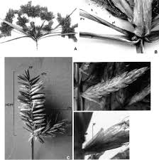 Image result for Cyperus digitatus