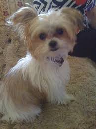 Search through thousands of adverts for puppies & dogs for sale in the uk, from pets4homes, the uks most popular free pet classifieds. Toy Mi Ki Vs Shih Tzu Breed Comparison Mydogbreeds