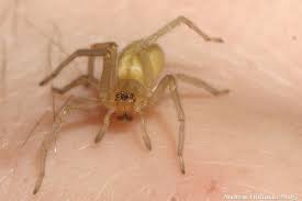 Image result for yellow sac spider bite skin