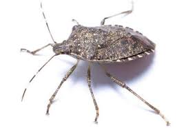 Most are identified by their shield, the hardened part of their thorax that gives them the appearance of being armored. Are Stink Bugs Poisonous To Cats Pet Care Advisors