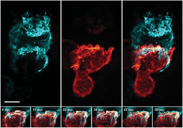 These more recent codes that can help you in this new year 2020 to obtain advantages in your games while escaping the murderer and you are going through phases and thus obtain many points. A Single Objective Light Sheet Microscope With 200 Nm Scale Resolution Biorxiv