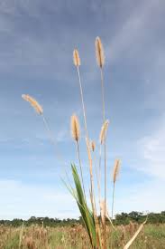 Image result for Setaria lindenbergiana