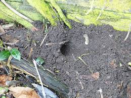 Ratten Im Garten Ulinnes Garten