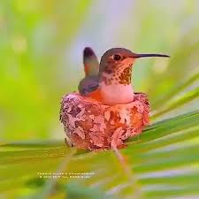 Doris Carcamo (doriscarcamo562)