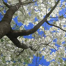 For grafted trees, keep the bud union. Ohio S Dogwood Trees Dengarden