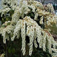 Image result for Pieris japonský obrázek