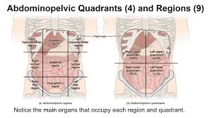 We did not find results for: Chapter 1j Abdominopelvic Quadrants And Regions Youtube