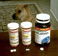 Dogaware Com Articles Chill Pills Anxiety Medications