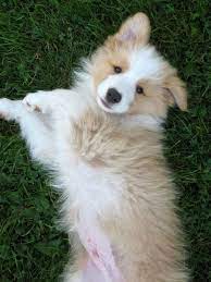 Newest Snap Shots Border Collies Red Style Puppies Collie Puppies Collie Dog