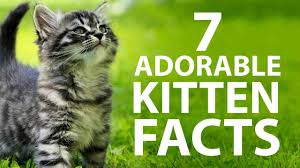 The hearing of the average cat is at least five times keener. 7 Adorable Kitten Facts Youtube