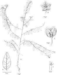 Image result for Phyllanthus hutchinsonianus
