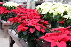 Check spelling or type a new query. How To Grow And Care For Poinsettias Gardener S Path