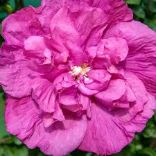 Image result for Hibiscus syriacus ´Pink Chiffon