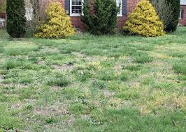 Learn how to kill weeds in your yard naturally, with these 7 tips and simple recipes using common products you can find around your house. 6 Reasons You Can T Kill Weeds In Your Lawn Dogwood Landscaping