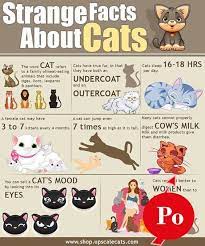 Cat Litter Cat Service Best Cat Pets Cats Broadway Tickets Dog Forum Dog Training School Home Cooked Cat Facts Fun Facts About Cats Cat Infographic
