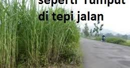 Penyajak mengeluh tentang nasibnya yang dianggapnya seperti rumput. Seperti Rumput Di Tepi Jalan Jet Skaa