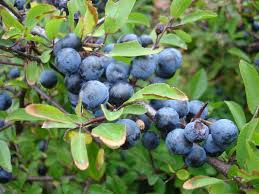 What fruits are grown in the uk? Prunus Spinosa Wikipedia