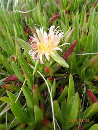 Image result for Carpobrotus