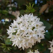 Image result for Carissa bispinosa