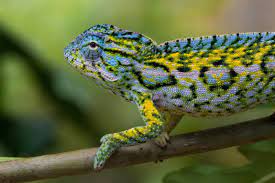 Carpet Chameleon For Sale Online Carpet Chameleons For Sale Carpet Chameleon Breeders Captive Bred Baby Sambava Panther Chameleons For Sale Online Chameleons For Sale Rainforest Animals Chameleon
