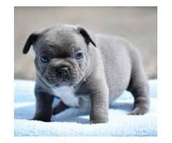 The french bulldogs we carry have a wide variety of coat colors. Blue French Bulldog Puppies For Sale In Ohio In Beachwood Ohio Puppies For Sale Near Me