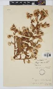 Image result for Bothriocline laxa