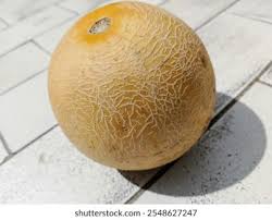 Image result for Cucumis humifructus