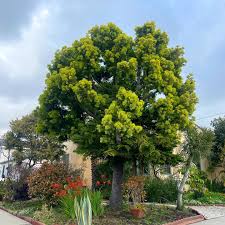 Image result for Afrocarpus