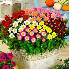 Top Mix Dahlien Mischung Online Kaufen Bei Gartner Potschke Spring Garden Flowers Showy Flowers Container Gardening Flowers