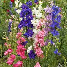 Pin On Flowers