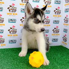See more of husky puppy for sale malaysia on facebook. Mypetslibrary