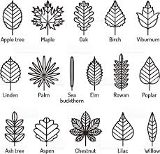 Leaves Types With Names Icons Vector Set Outline Black Icons Royalty Free Stock Vector Art Leaf Drawing Leaf Outline Flower Template