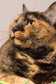 10 Fascinating Facts About Tortoiseshell Cats Tortoiseshell Cat Information