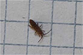 Käfer gehören zu den insekten und sind überall vertreten. Unbekannte Insekten In Der Wohnung Klein Kafer Unbekannt