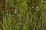 Image result for Gunillaea rhodesica